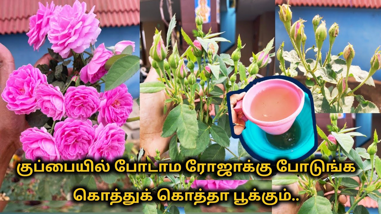 குப்பையில் போடாம ஒரு‌ மக் ஊத்துங்க பன்னீர் ரோஸ் கொத்துக் கொத்தாக பூக்கும் || Panneer rose garden