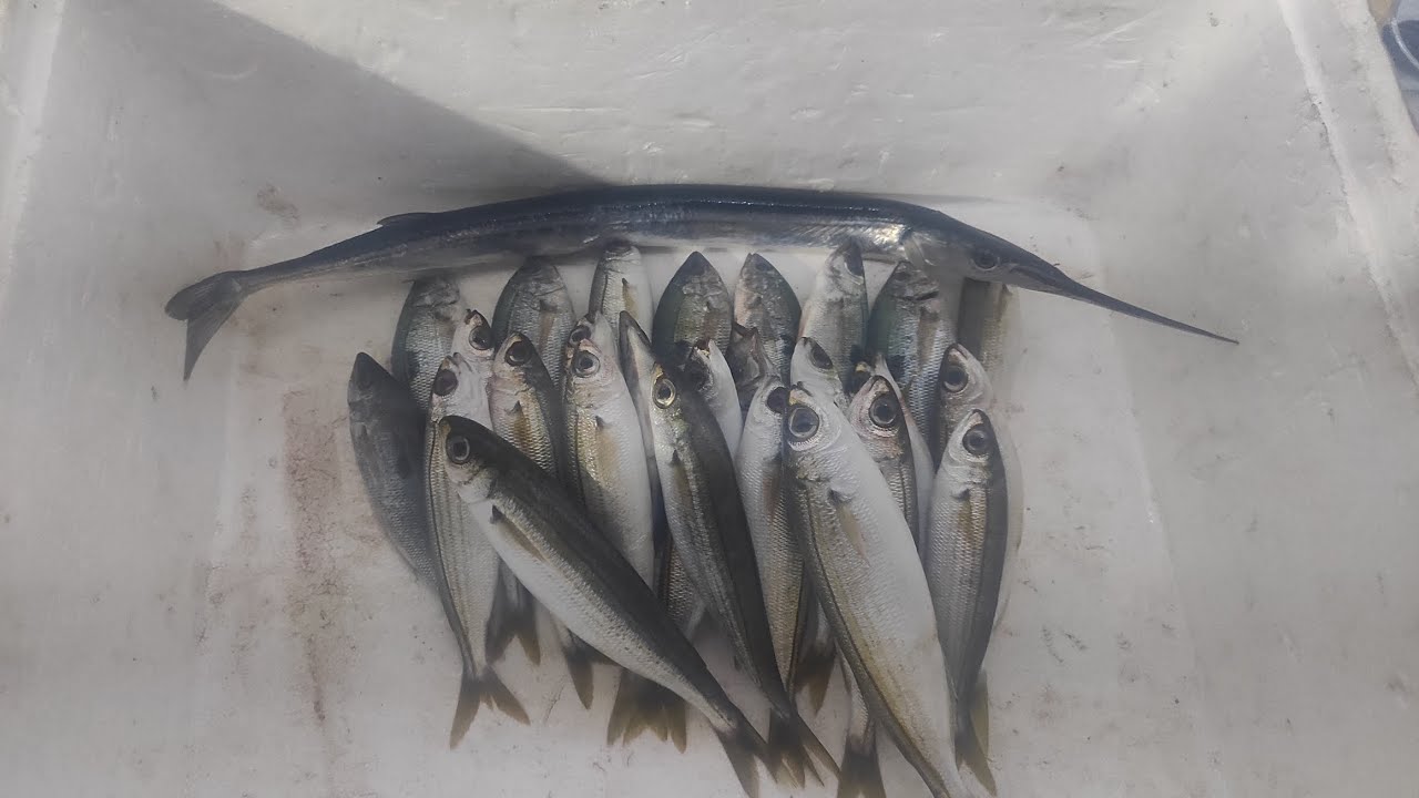 Çandarli limani izmarit ve gopez avı.. İzmir Balık avı. Hava miss