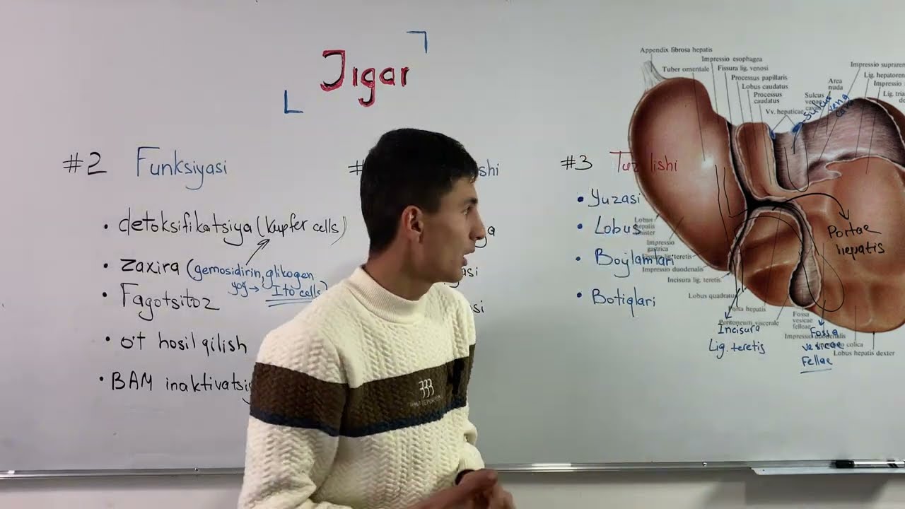 Jigar anatomiyasi-1//Hepar//@Med_Aura_team