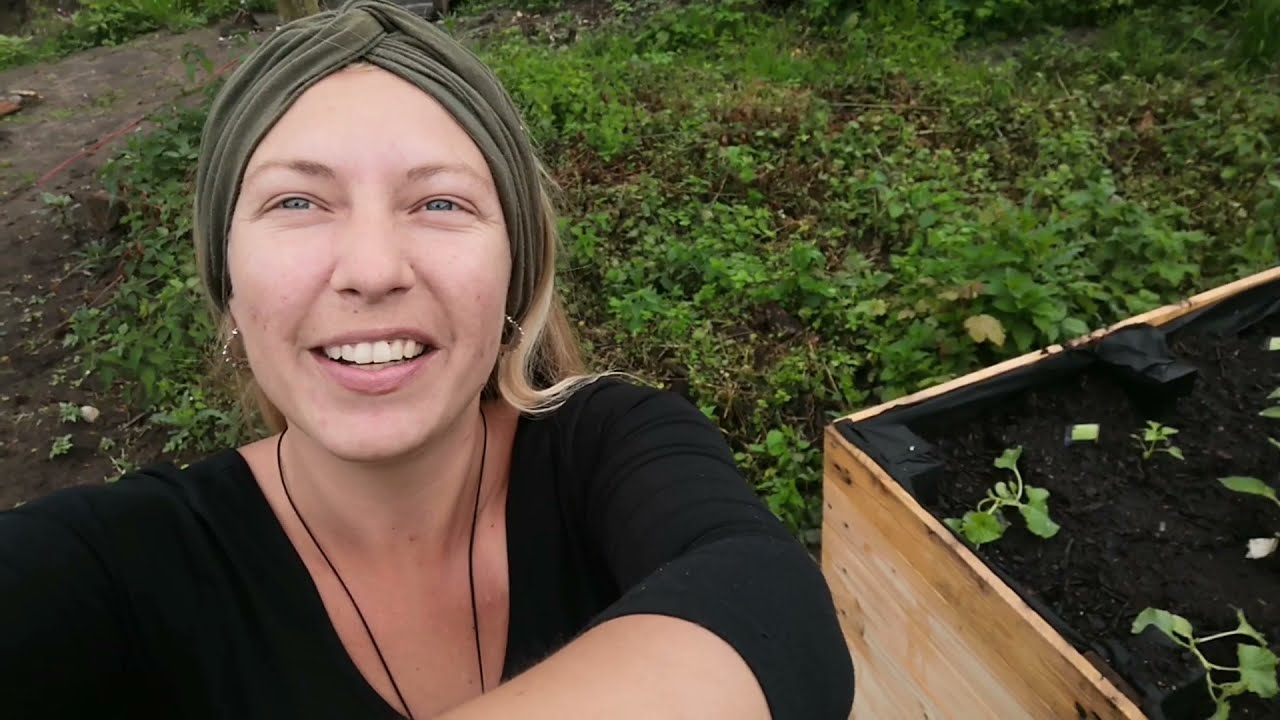 Paprika im Hochbeet pflanzdichfrei am Weiher-Garten