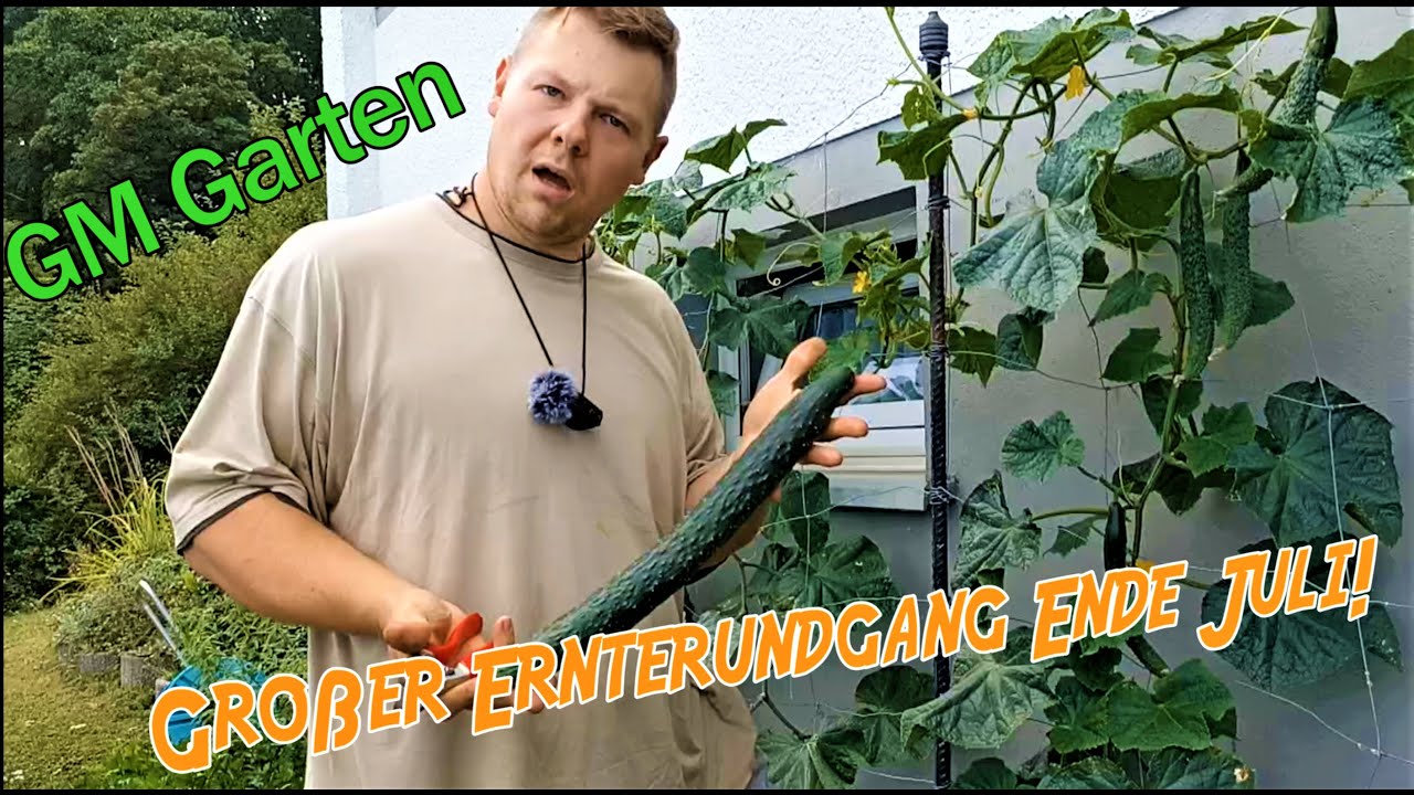 Tomate, Gurke, Bohne, Zucchini! Großer Ernterundgang Ende Juli!