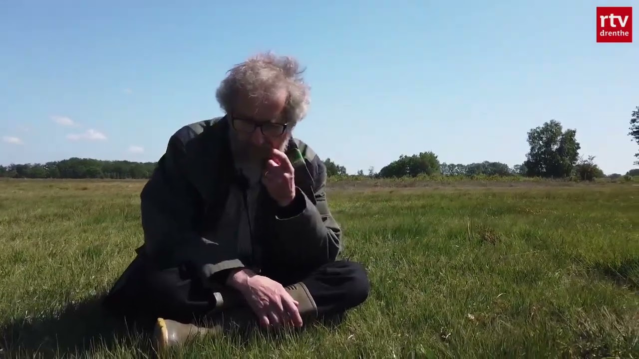 Zeldzame blonde zegge op het Eexterveld