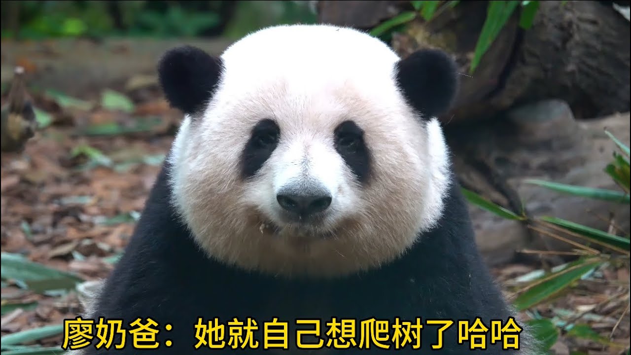 花花：不就爬个树嘛！瞧你们一副没见过世面的样子😂😂