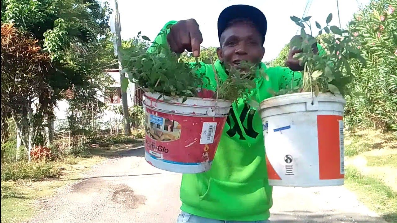 Finally go for the tomato suckers that the lady was calling me for