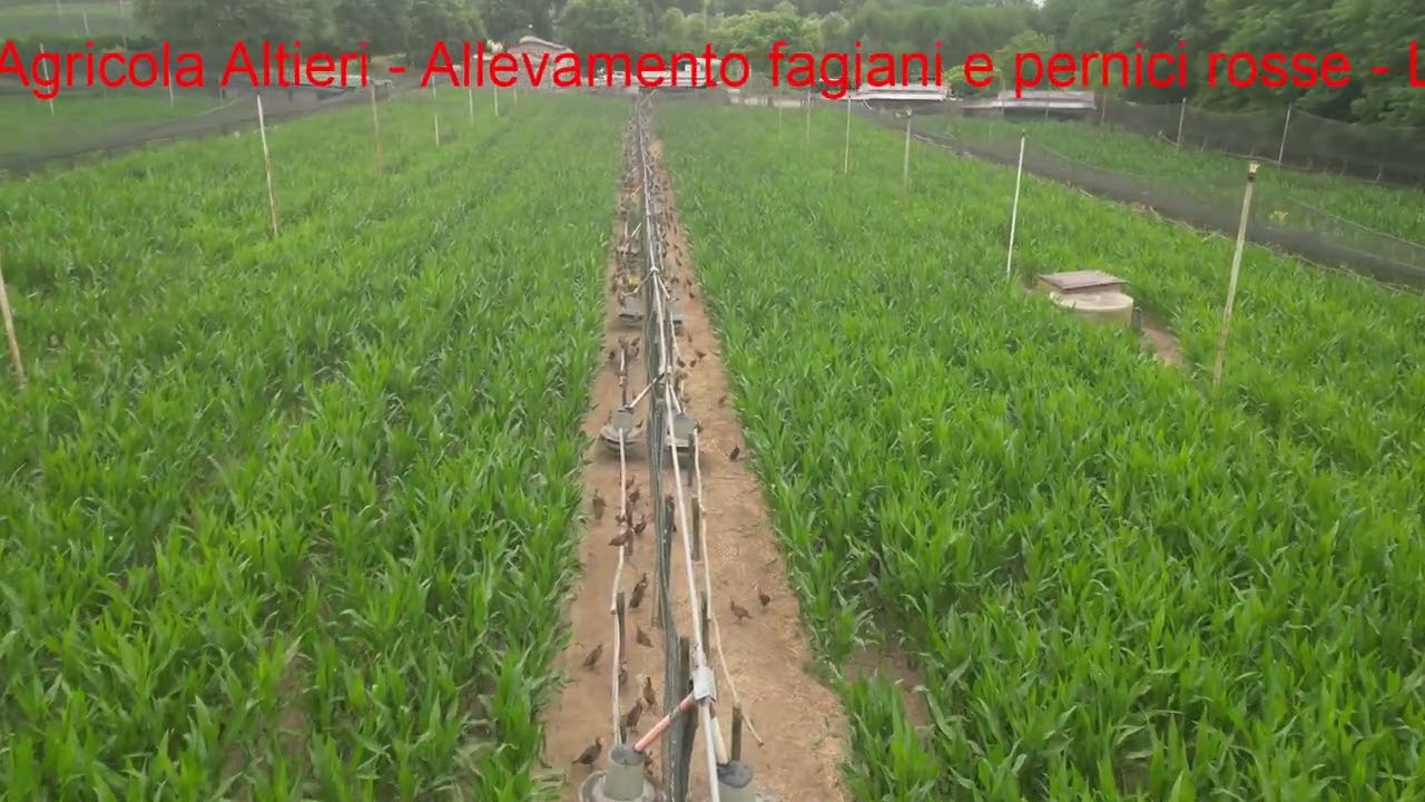 Allevamento fagiani e pernici rosse Agricola Altieri