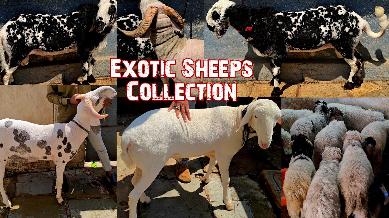 Exotic sheep's collection in Hyderabad | offer wale vilayati mende available in malakpet | baby 🐑 🐏