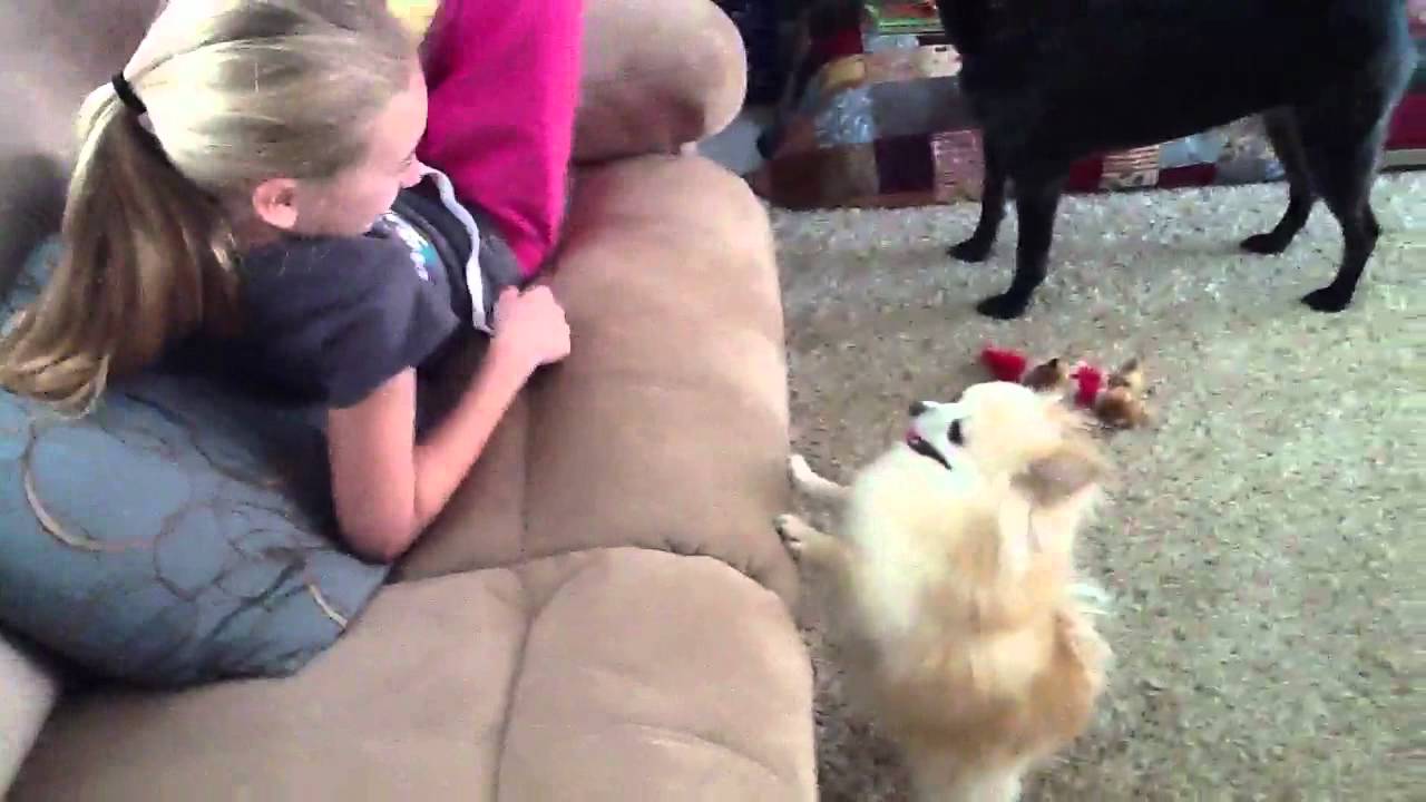 When Pomeranians attack!
