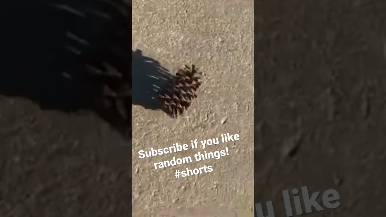 What sound does a pinecone make? ASMR