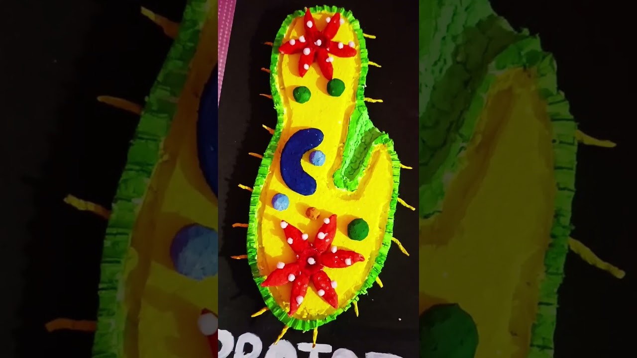 3D model of protozoa ll making protozoa with thermocol 
