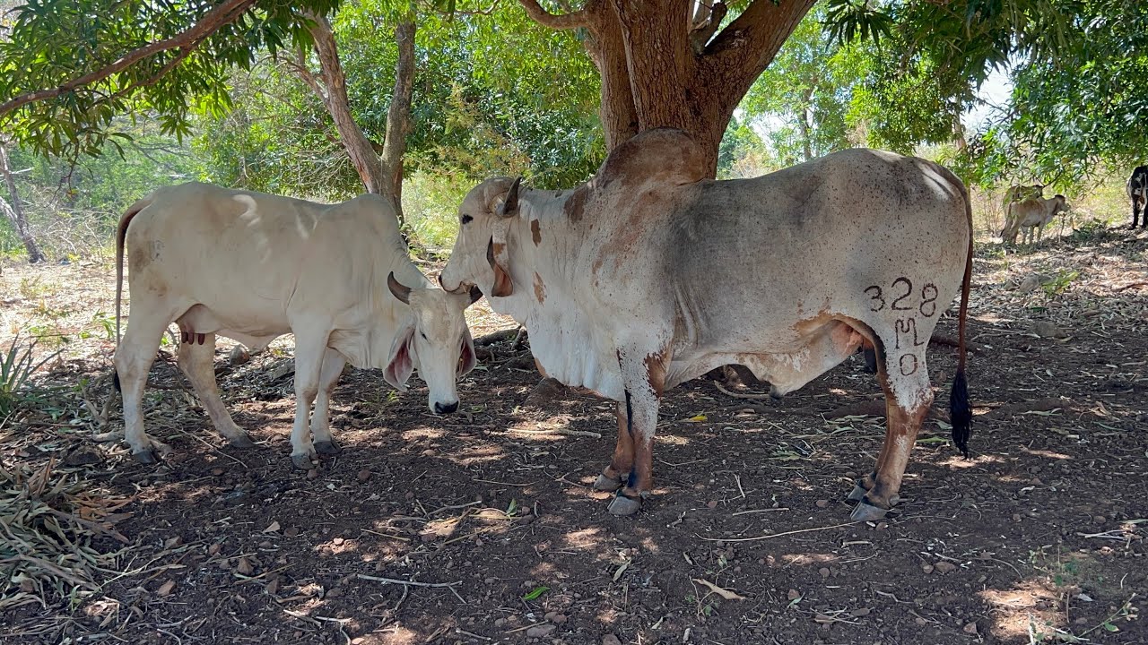 Fuimos a ver las vacas en el caballo y miren cuántas sorpresas llegamos encontrar 😱🐄