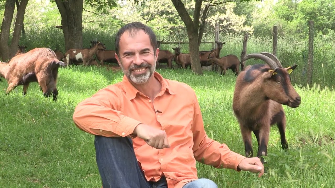 Imamo rešenje ep. 53 25.05.2020. Kozarstvo, francuska alpina, Crnče, mleko, sir