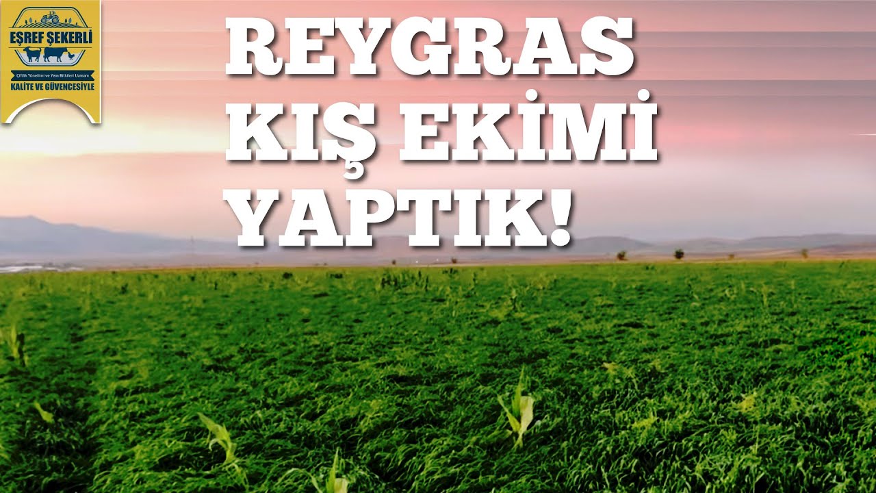 Reygras Kış Ekimi Yaptık -  Tohum İ&ccedil;in Bizi Arayın 0 555 140 46 10 #reygras #ryegrass #tohum #ekim