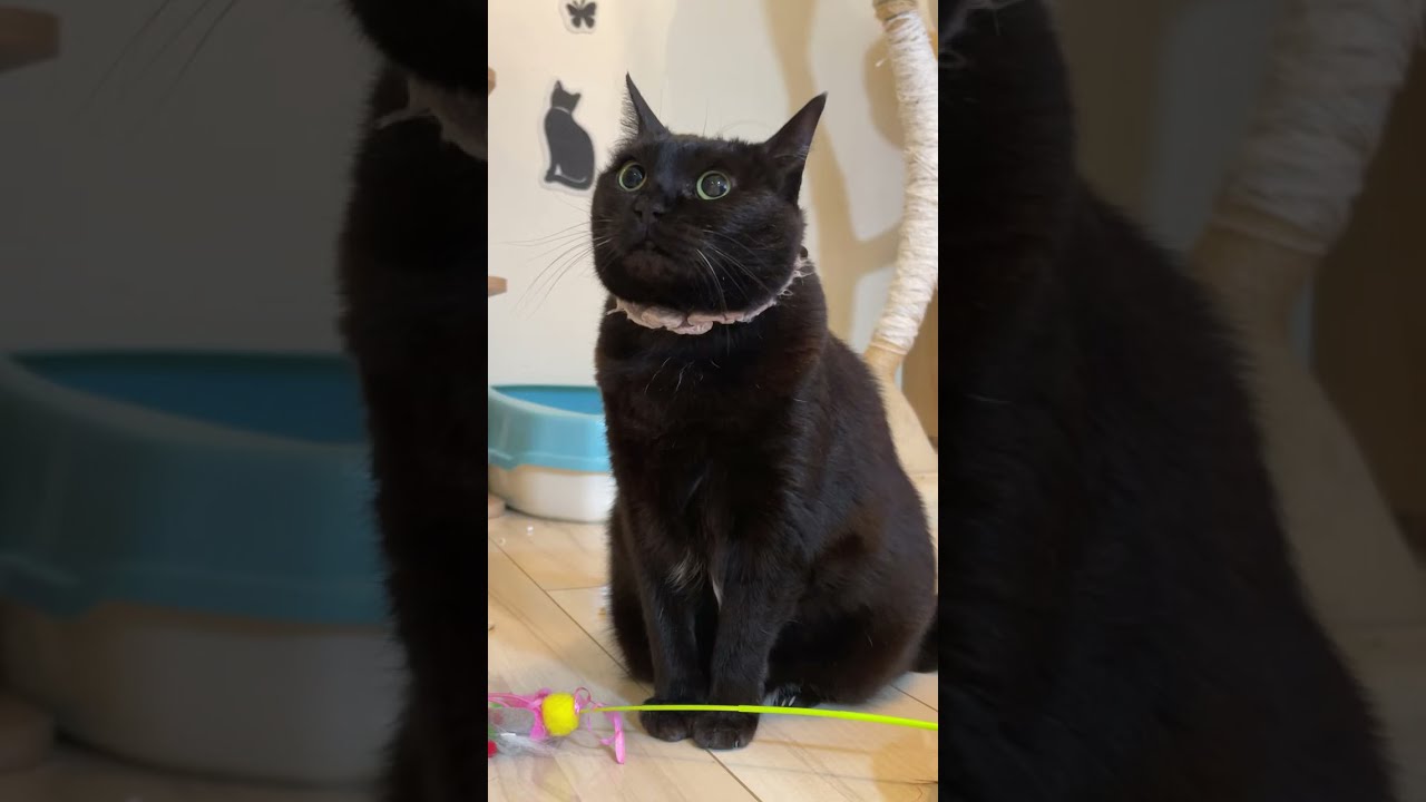 にび猫Live🐾 2026-2-23