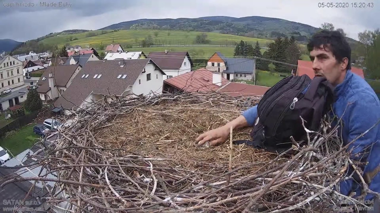 Odebrání vajíček - čapí hnízdo Mladé Buky