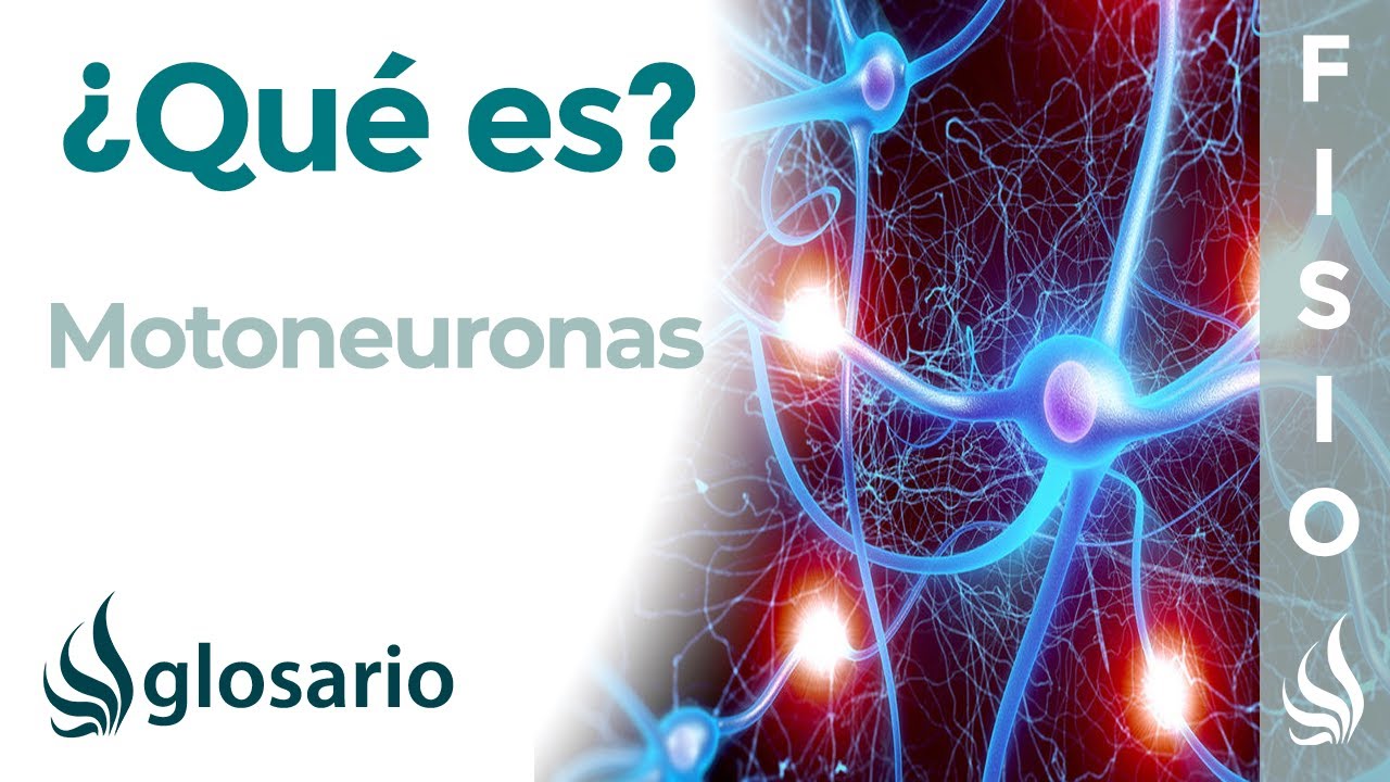 MOTONEURONAS | Qué son, ubicación, tipos y función