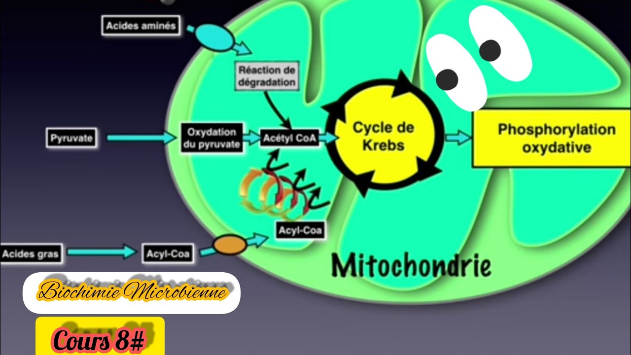 Cycle de Krebs ⚠️⚠️👍 شرح لأهم النقاط