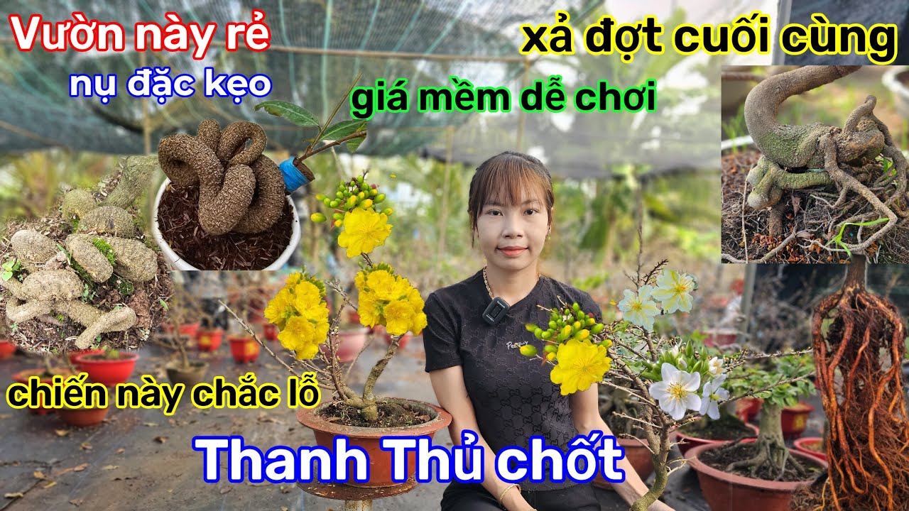 🌲5/2☎️vườn mai Kim Nở☎️mai chơi tết🌲xả clip cuối cùng🌲xả hàng gấp🌲chuẩn tết miền nam 