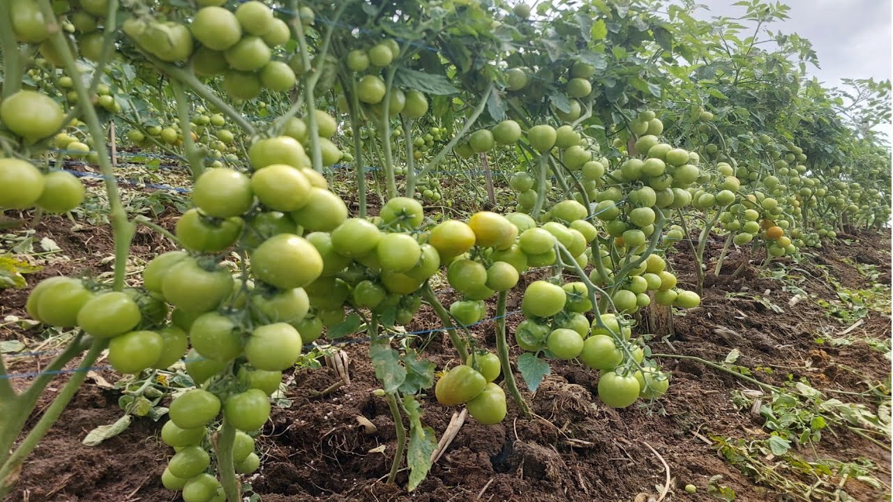 Expert Tips For Abundant Harvest in Tomato Farming 