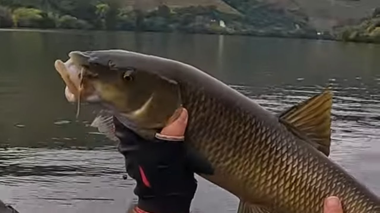 Pesca de lindos Barbos com Mojo Nymph