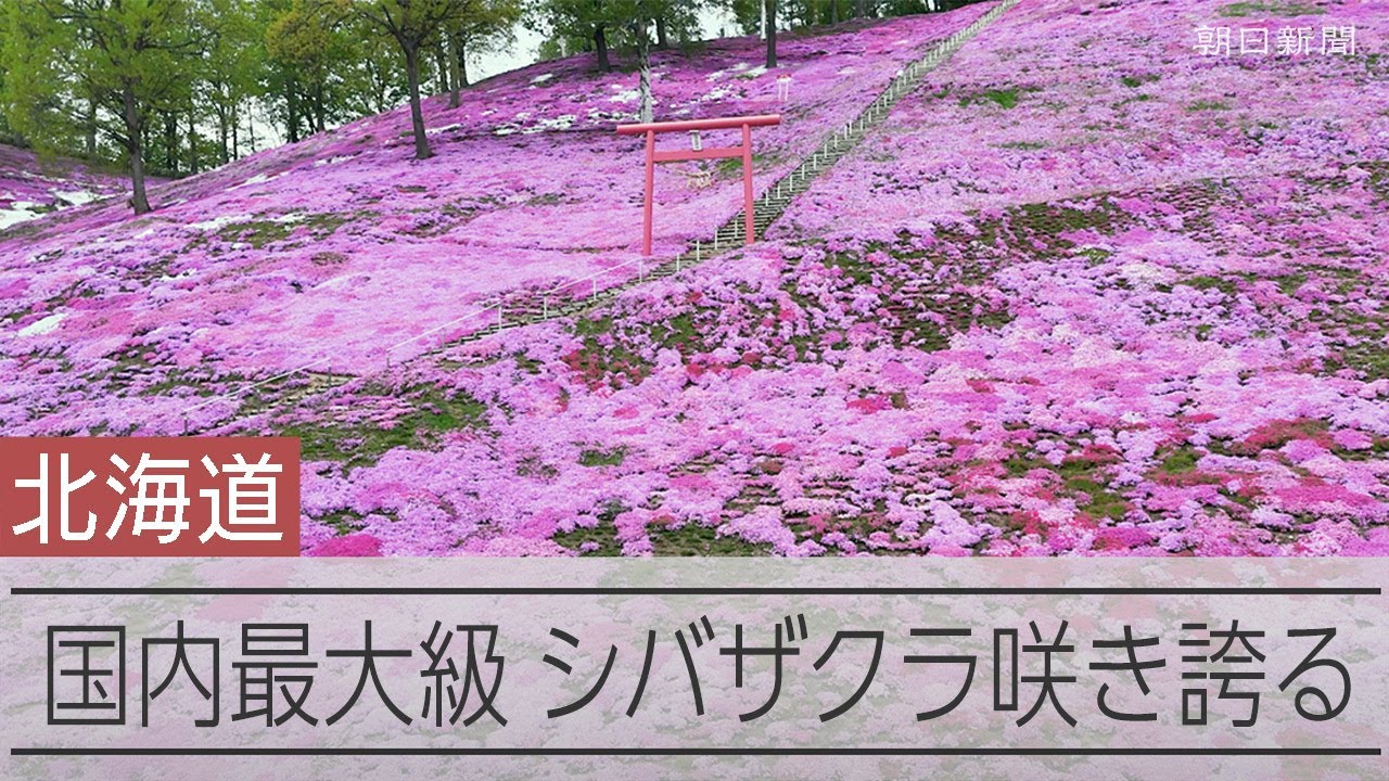 広がるピンク色のじゅうたん　国内最大級、シバザクラ咲き誇る　北海道・大空町