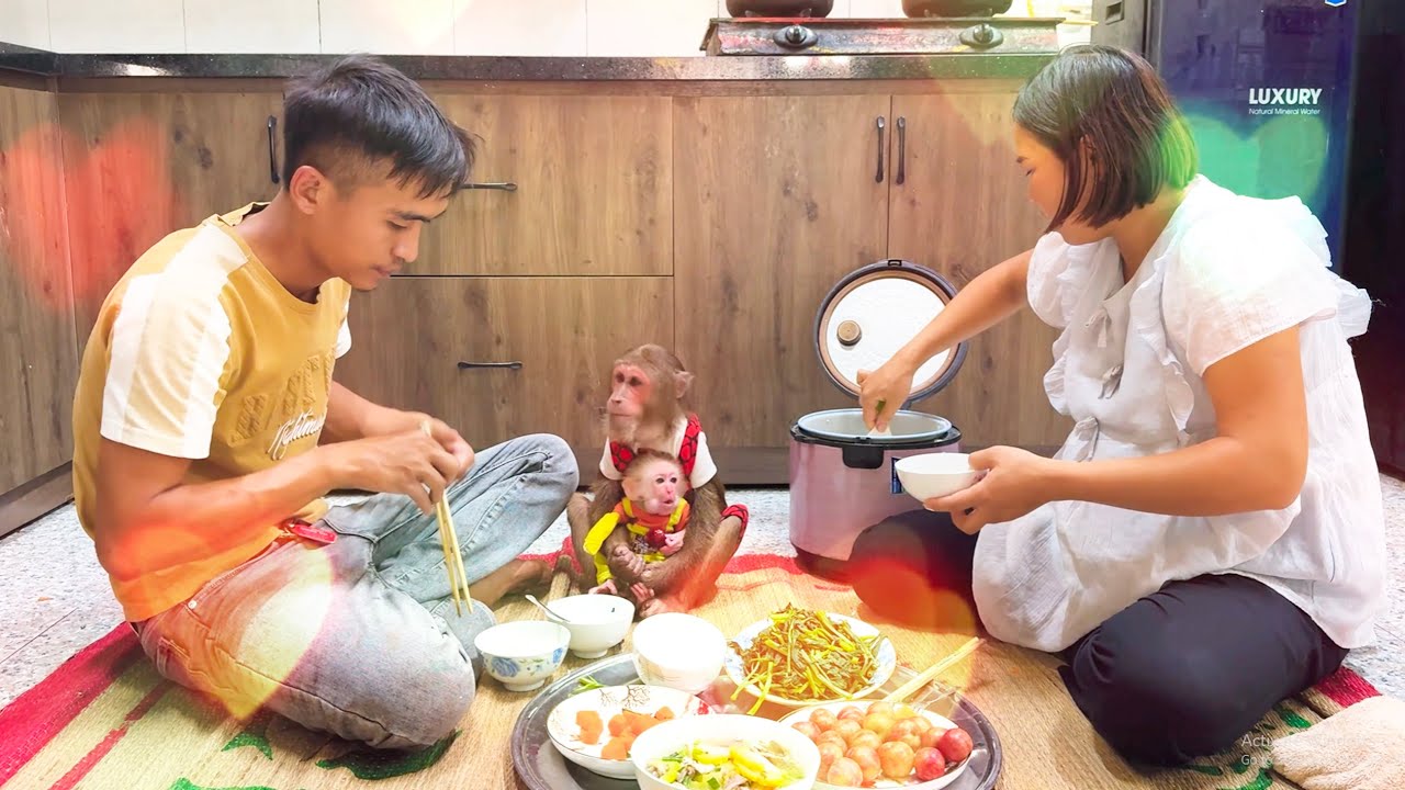 So Touching! CUTIS Asks Mom to Cook a Warm Meal for Dad and Baby Monkey