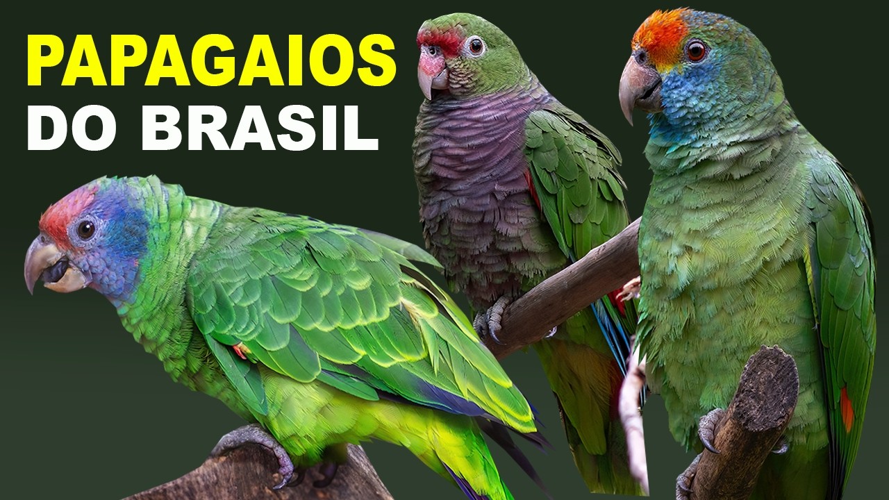 PAPAGAIOS do BRASIL | ESPÉCIES de PAPAGAIOS QUE EXISTEM NO BRASIL | CANTO DO PAPAGAIO 