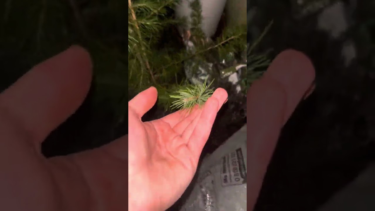 Voici mon nouveau conifère (cèdre de l’Himalaya)