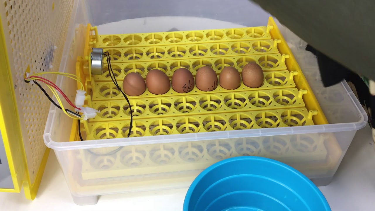 VIDEO CARA PENGENDALIAN MESIN INCUBATOR AGROFARM