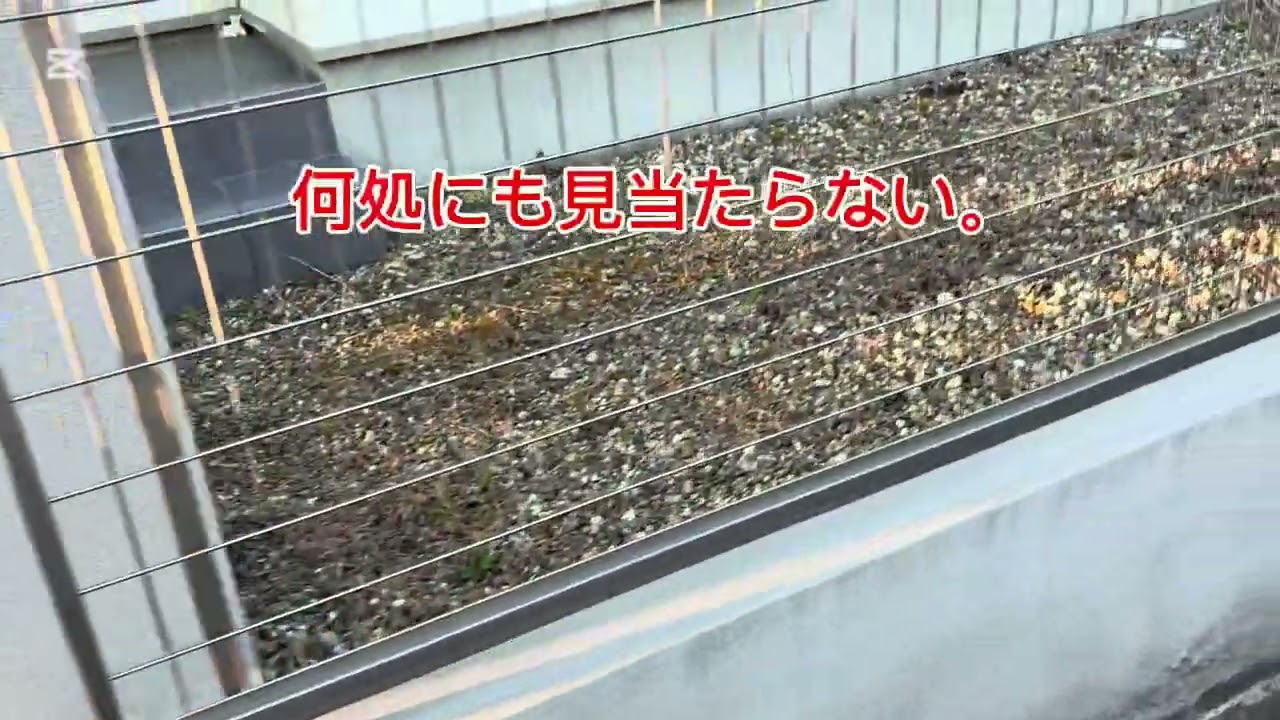 烏骨鶏に悲しい事が❗️