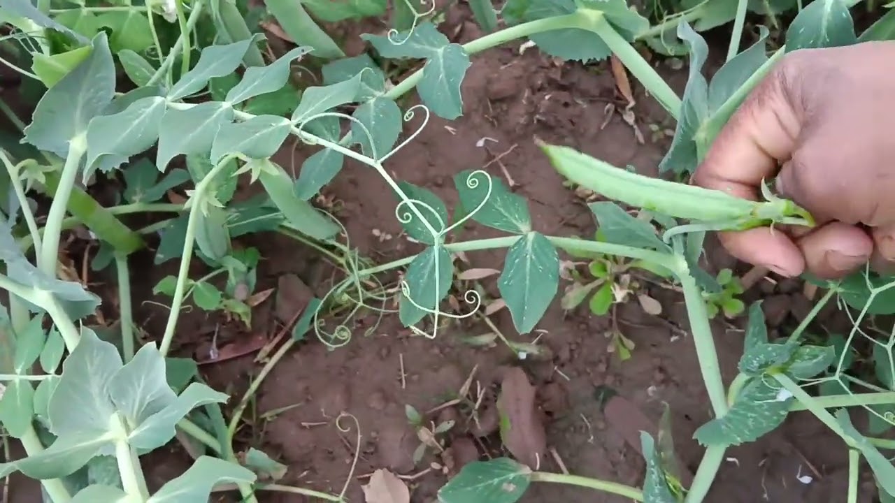Aaj ka motor harvesting #garden video#ytshorts #farming 