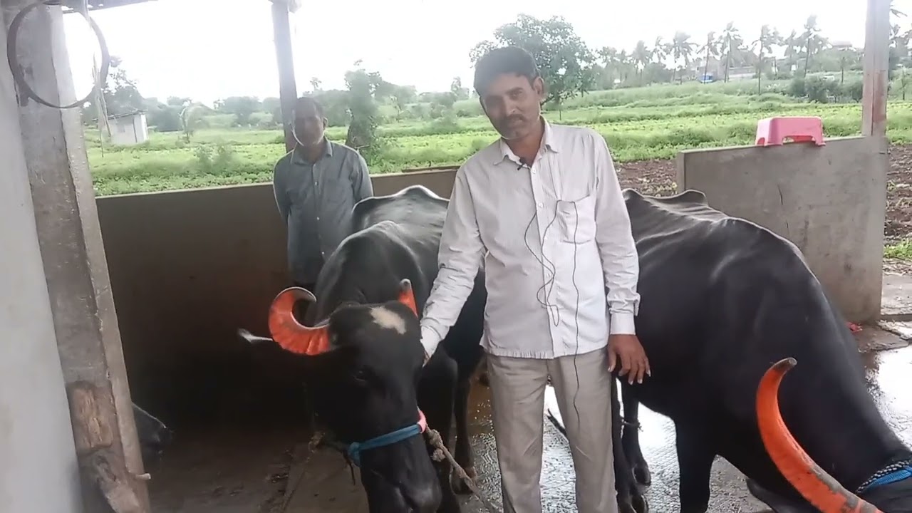 रेडीची गाभण लागली विजय पाटील,तार तारदाळ