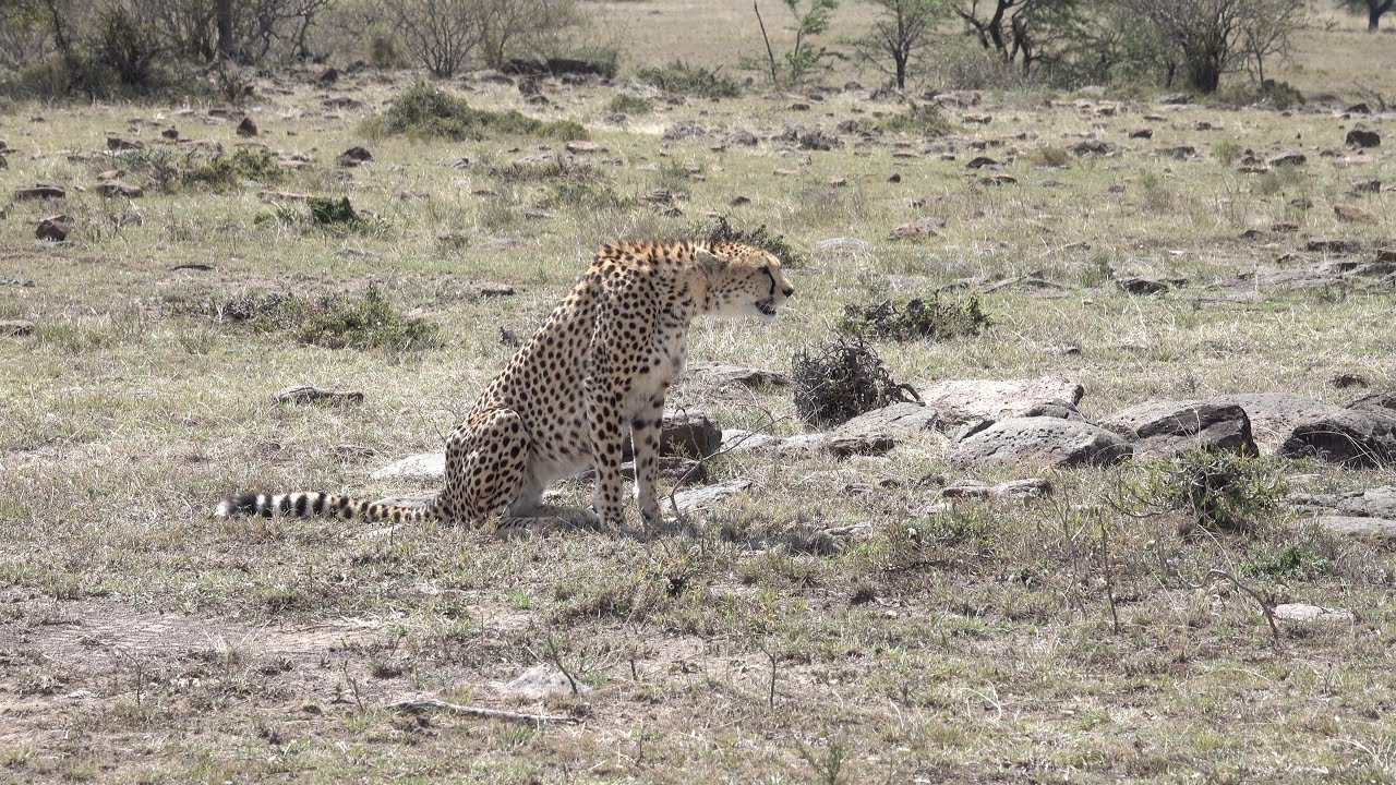 A unique cheetah and leopard encounter