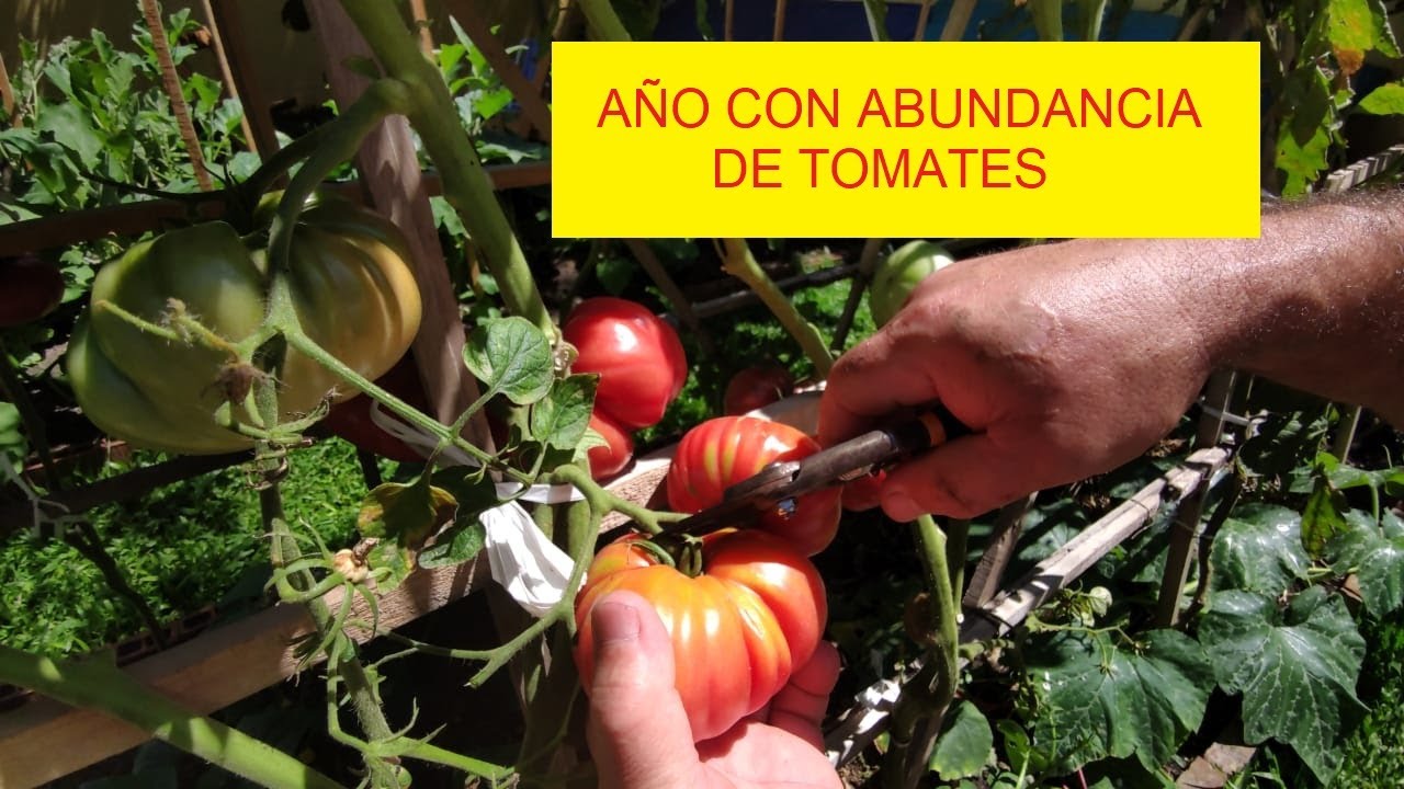 TOMATES, PLANTAS Y FRUTOS GIGANTES