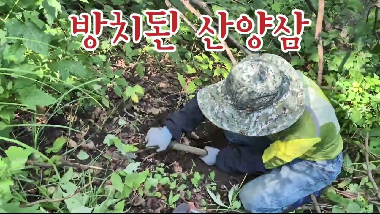 방치된 산양삼 20250811