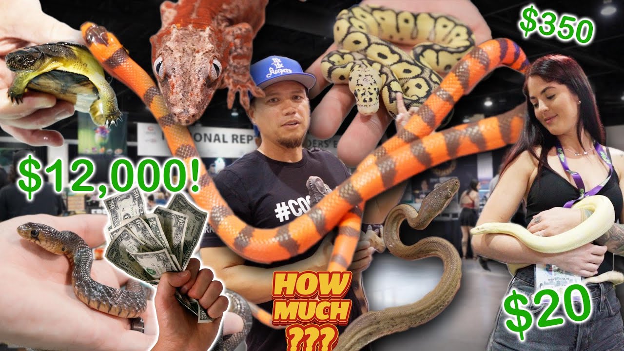How much are The BEST ANIMALS  at the Daytona Reptile Show
