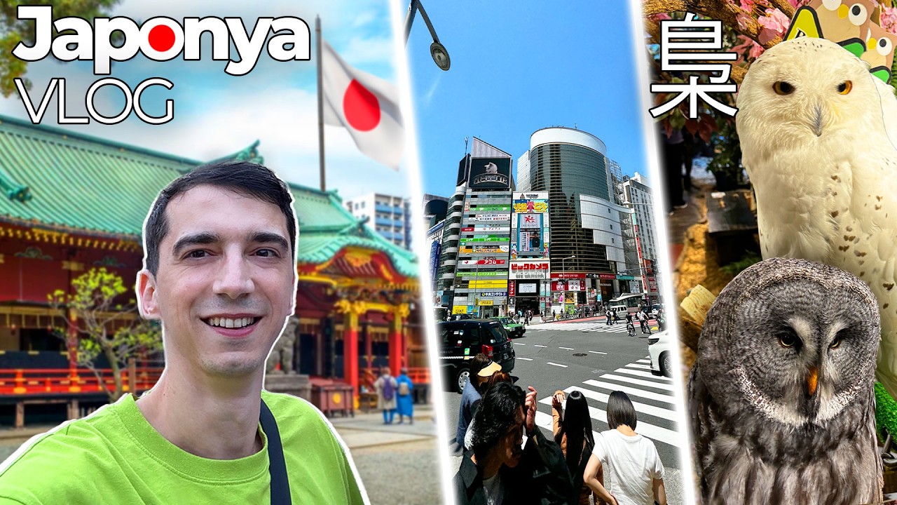 Japonya'da 1. Hafta, Baykuş Sevdim, Ramen Yedik, Figür Alışverişi!