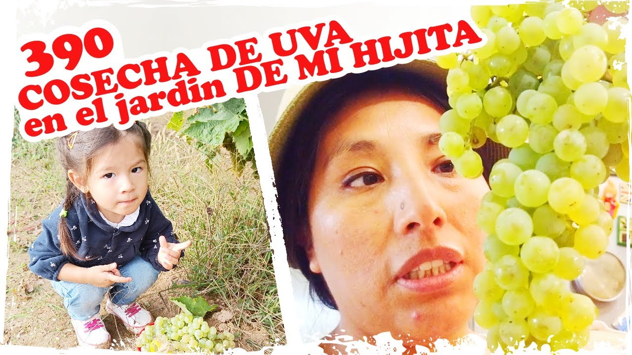🍇 COSECHA DE UVA en el jardin DE MI HIJITA 🍇 ~ Mandarina con Mate