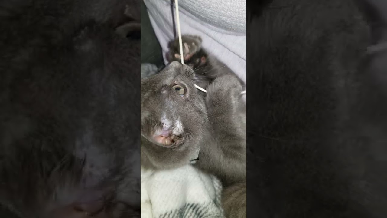 The Reason for Wireless Headphone | Kitten Attacking Cords | Smokey the Cat