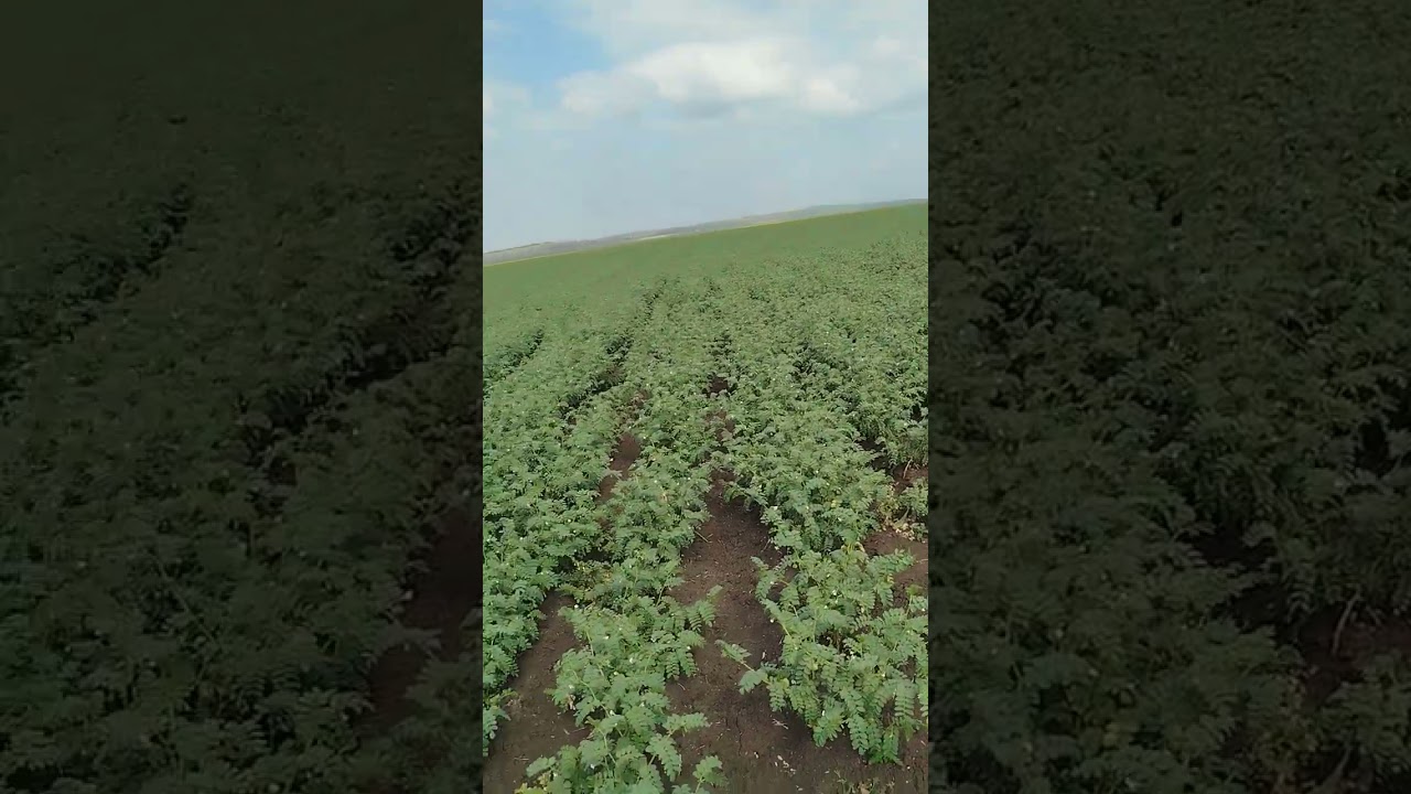 معلومات مهمة للفلاحين لزارعين الحمص تبعوا الفديو من اجل ان تعم الفائدة ، كل دعم للفلاح المغربي🫶