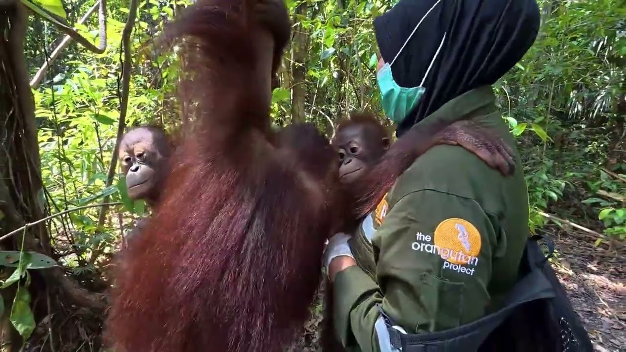 Don't miss this special moment: Jack's first day at Jungle School.