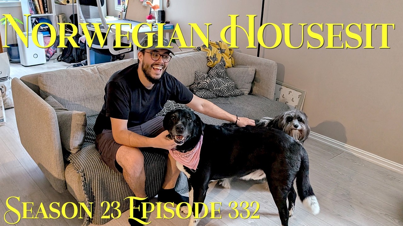 Начинаем присматривать за домом в Норвегии | Слепенден и новые собаки