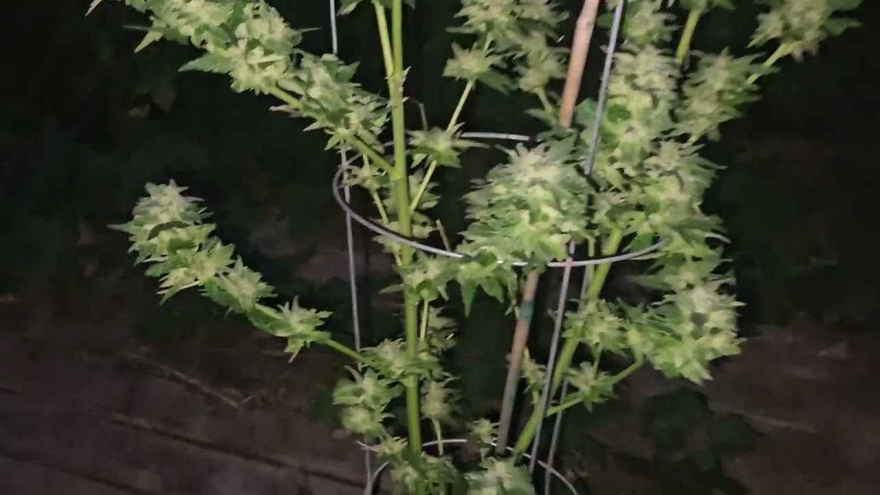 79 Christmas 🎄 bud from csi Humboldt 