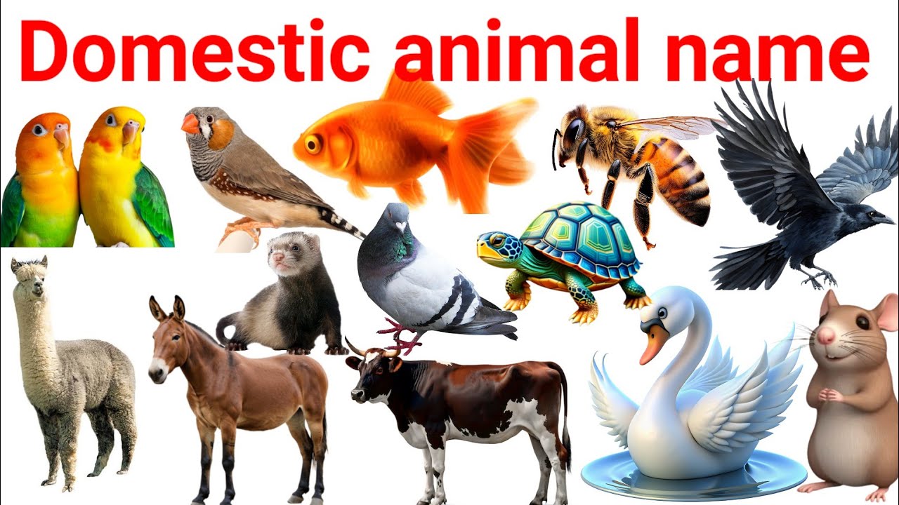 Animal  Name, Domestic animal name, pet animals with pictures, 20animals name