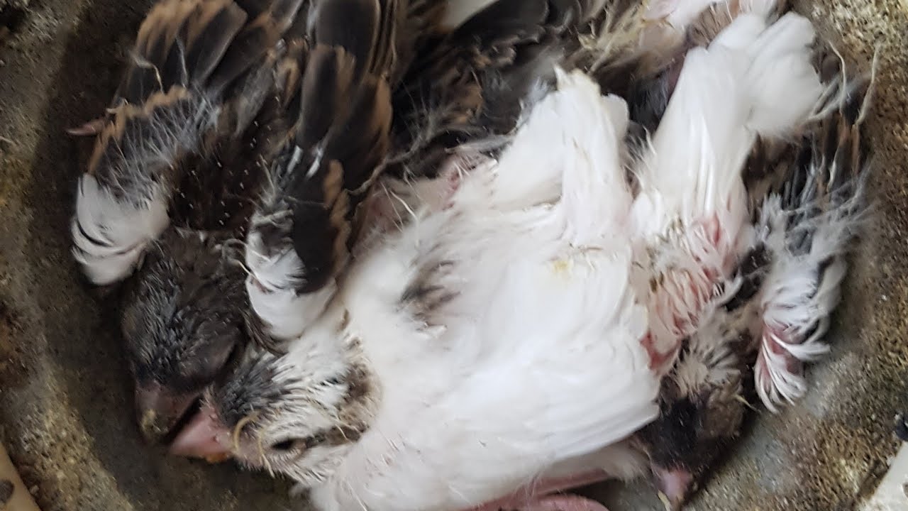 PORQUE A CANÁRIA NÃO TRATA OS FILHOTES?