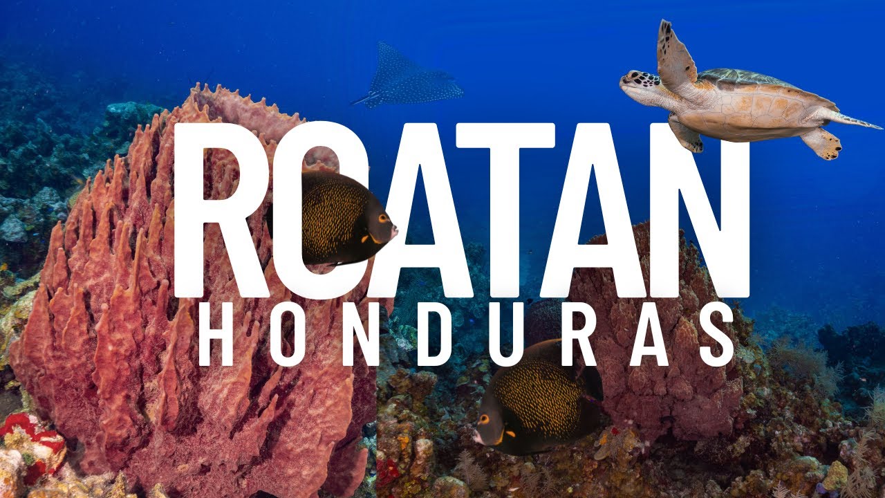 Seven Days in Roatan | Mayan Princess Beach and Dive Resort (Group Dive Travel)