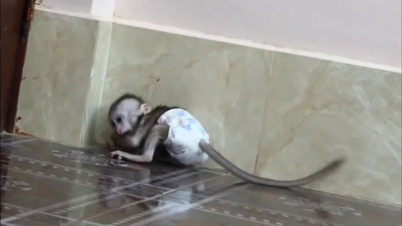Jody Run Scream Loudly Near Wall Really Anqre Mom ..