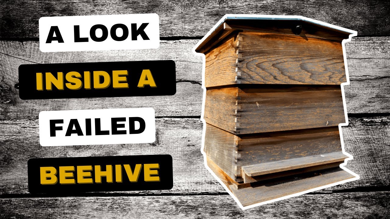 A Look Inside This FAILED Beehive