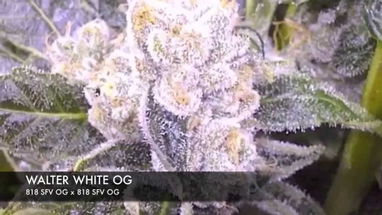 Pinkman Goo - 5000w, 7 strain genetics run, ep4-4, NO Co2, T5 veg