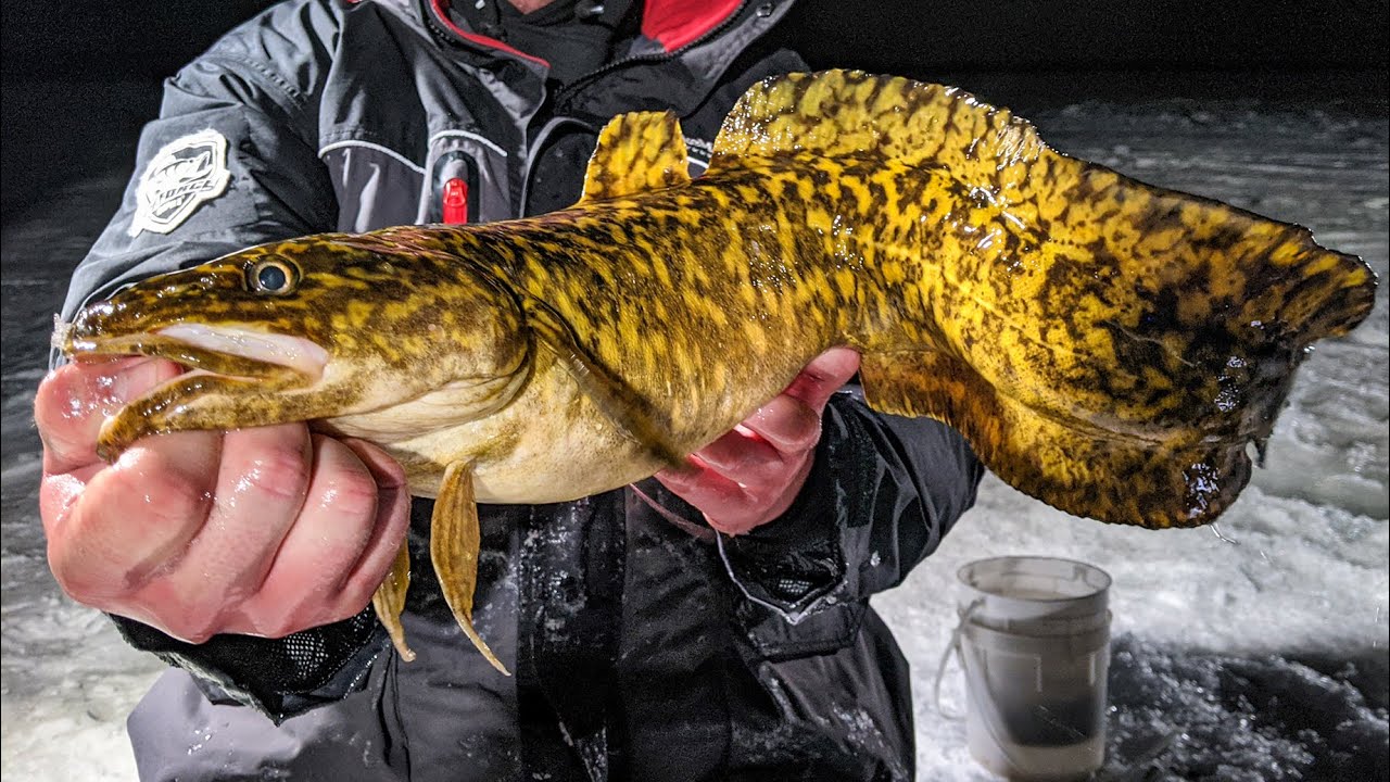 In-Depth Outdoors On Location - Northern MN Eel Pout