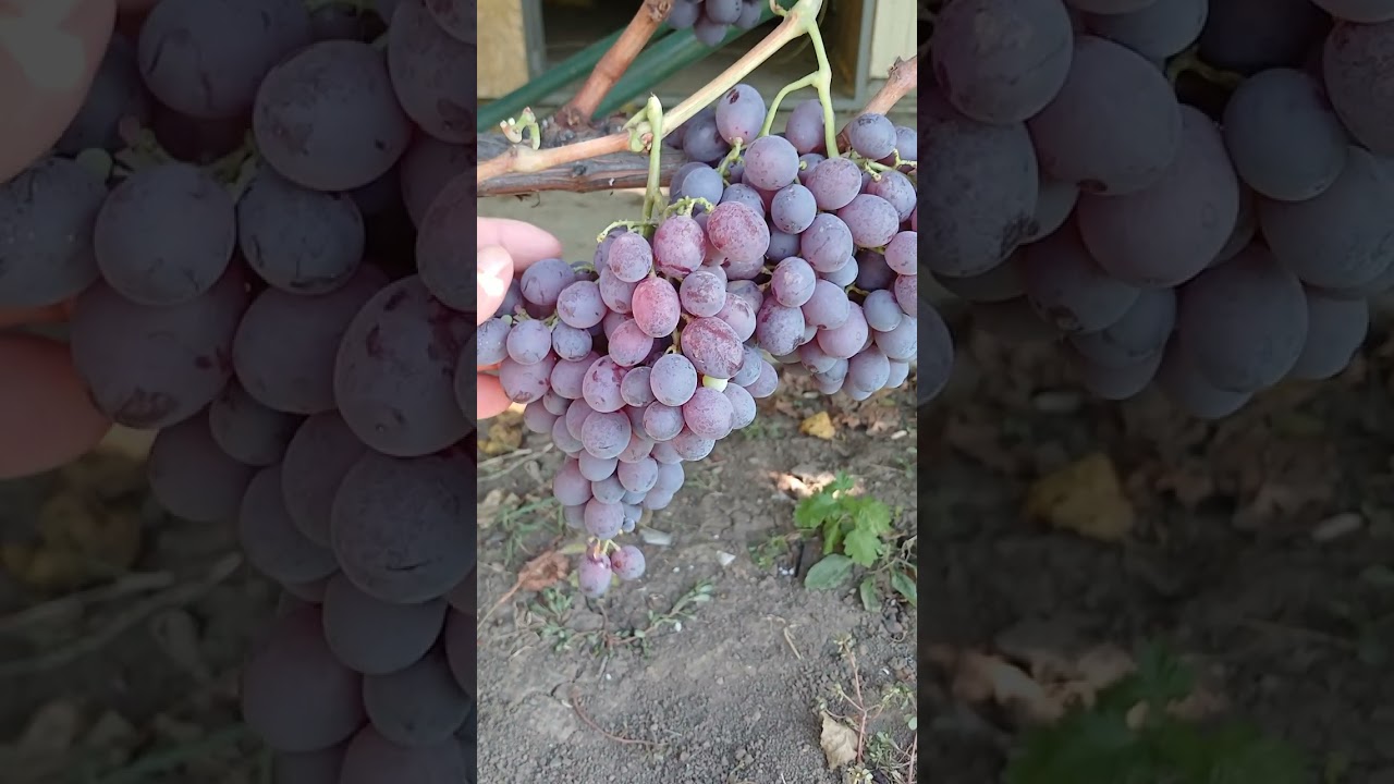 виноград Кримсон сидлис.